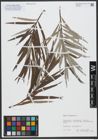Foto von Salix viminalis L.